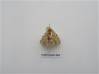 藏品(尺蛾174)的圖片